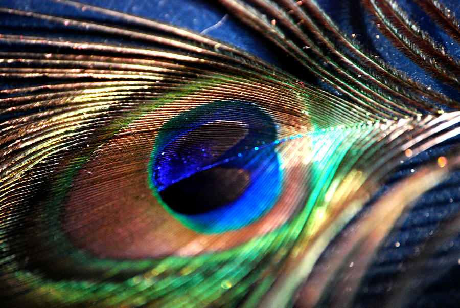 Peacock Feather Photograph By Mikinna White - Fine Art America