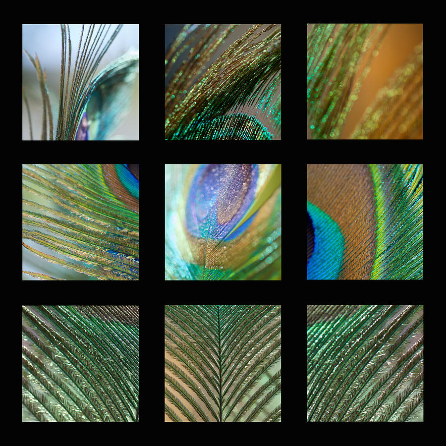 Peacock Feather Mosaic by Lisa Knechtel Peacock Feather Mosaic by Lisa Knechtel