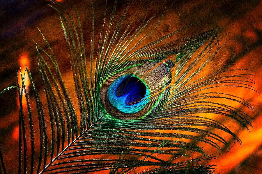 Peacock Feather by Pamela Huff