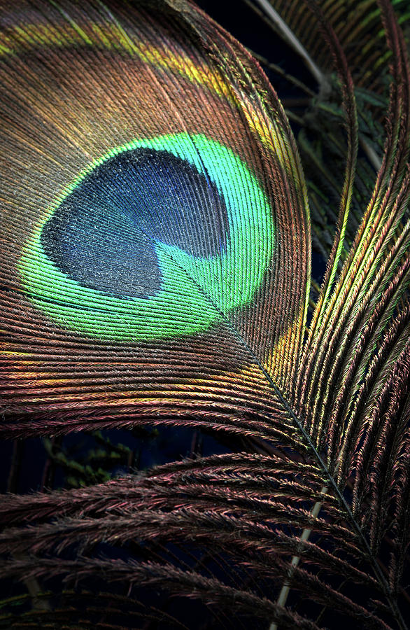 Peacock feather Photograph by Rudy Umans
