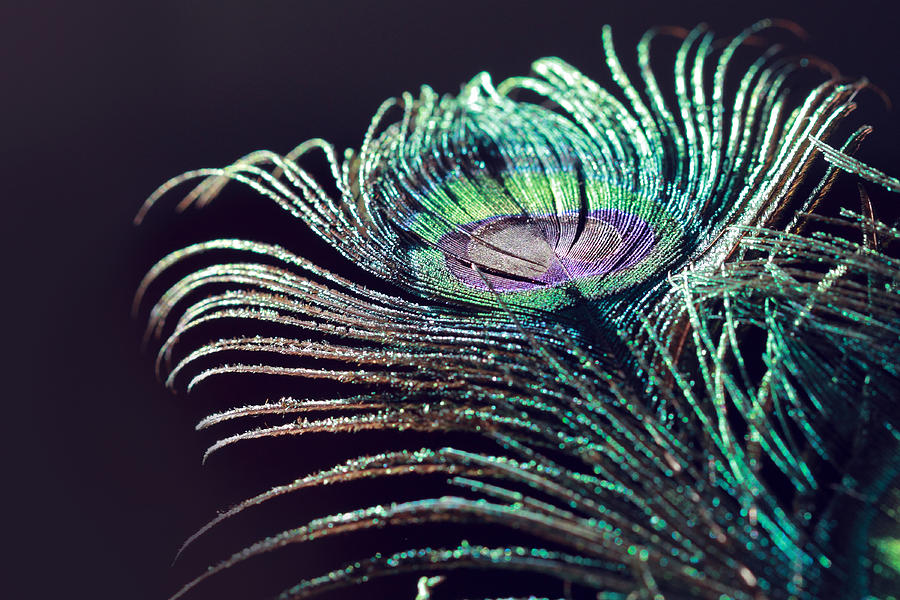 Peacock Feather with Dark Background Photograph by Angela Murdock