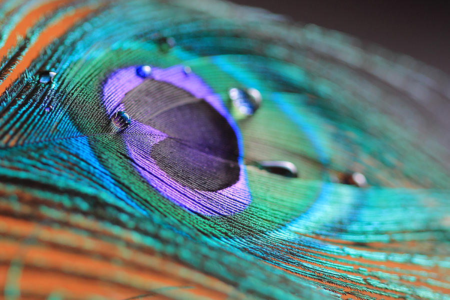 Peacock Feather with Water Drops Photograph by Angela Murdock