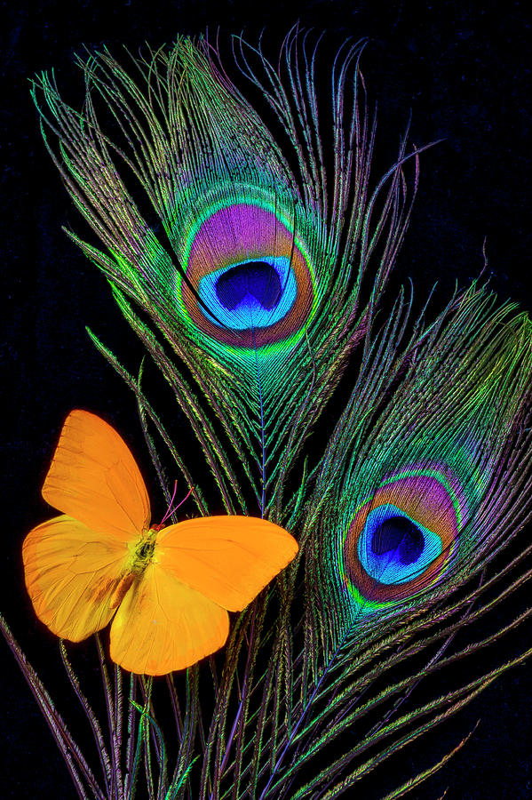 Peacock Photograph - Peacock Feathers And Butterfly by Garry Gay