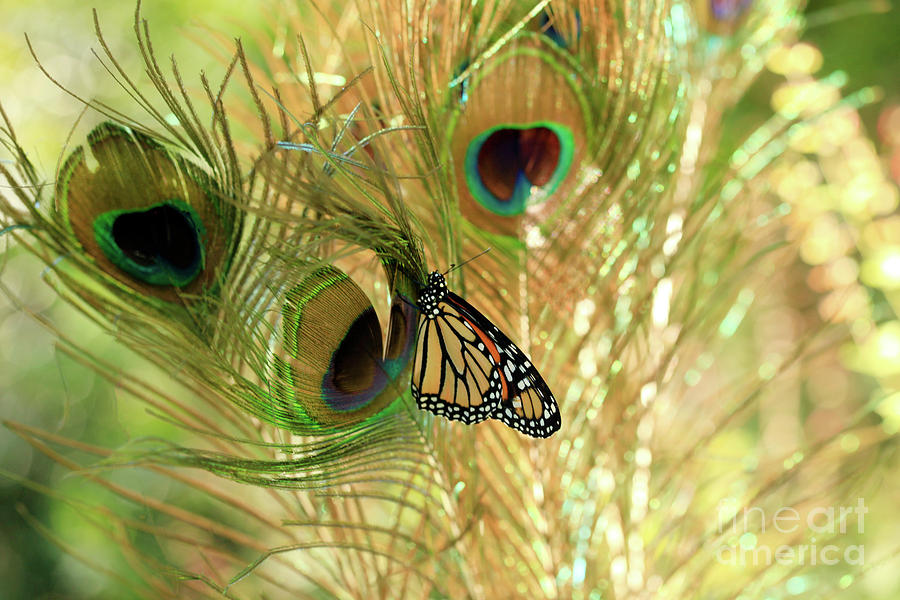 Peacock Feathers and Butterfly Photo Photograph by Luana K Perez