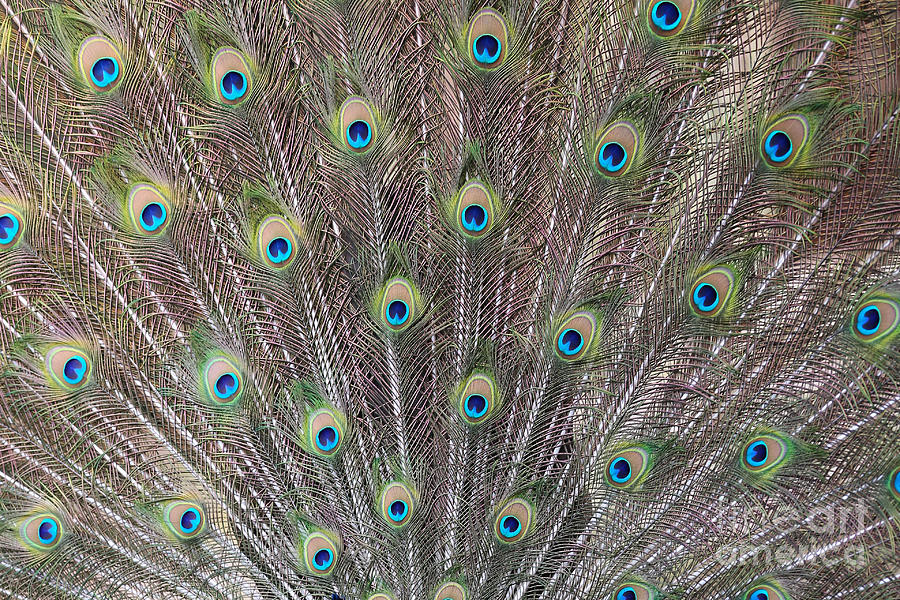 Peacock Feathers Photograph by Carol Groenen