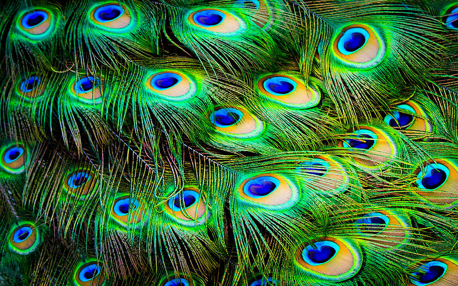 Peacock Feathers Photograph