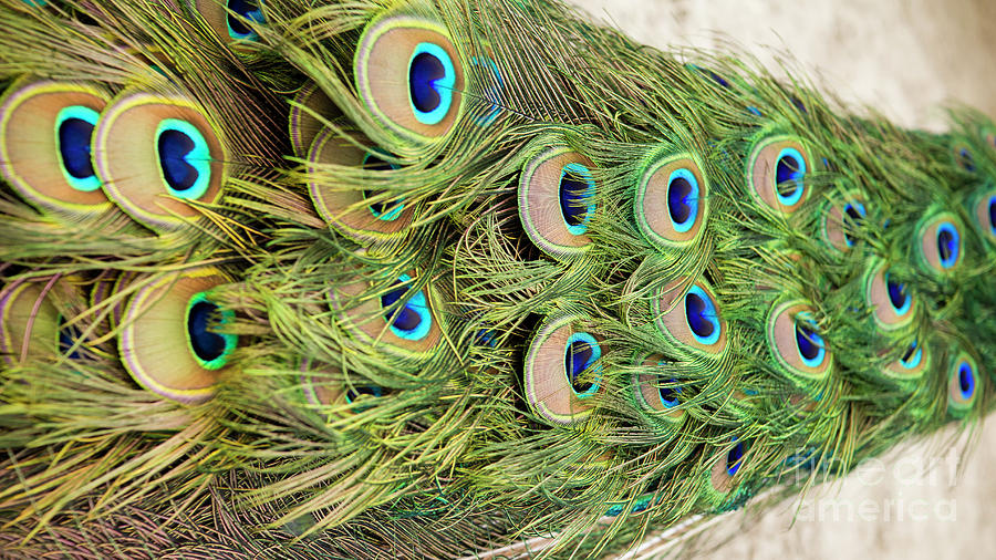 Peacock Feathers Photograph by Dustin K Ryan
