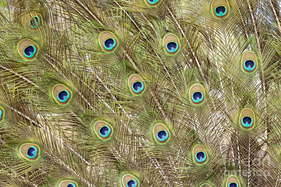 Peacock Feathers Photograph by Elaine Teague