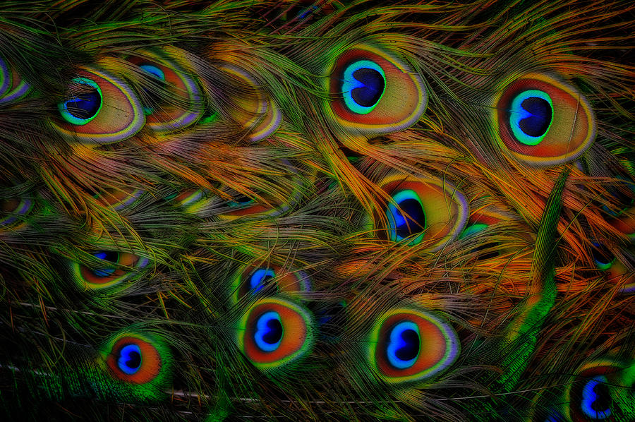 Peacock Feathers by Harry Spitz Peacock Feathers by Harry Spitz