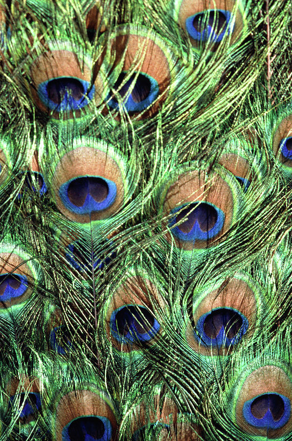 Peacock Feathers Photograph by John Foxx