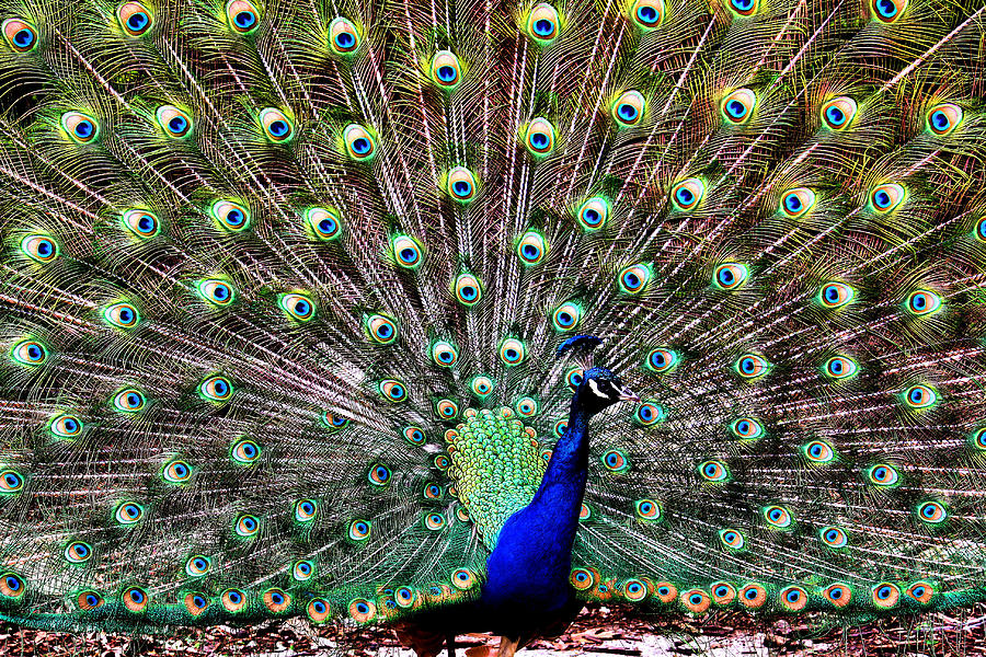 Peacock Feathers Photograph by Karen Scovill - Fine Art America