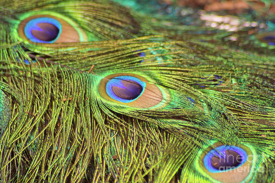 Peacock Feathers Photograph by Kimberly Blom-Roemer