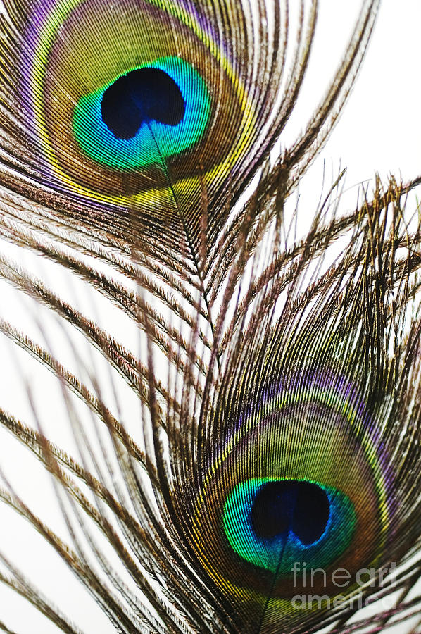 Peacock Feathers Photograph by Mary Van de Ven - Printscapes