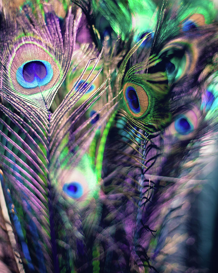 Peacock Feathers Photograph by Melanie Alexandra Price