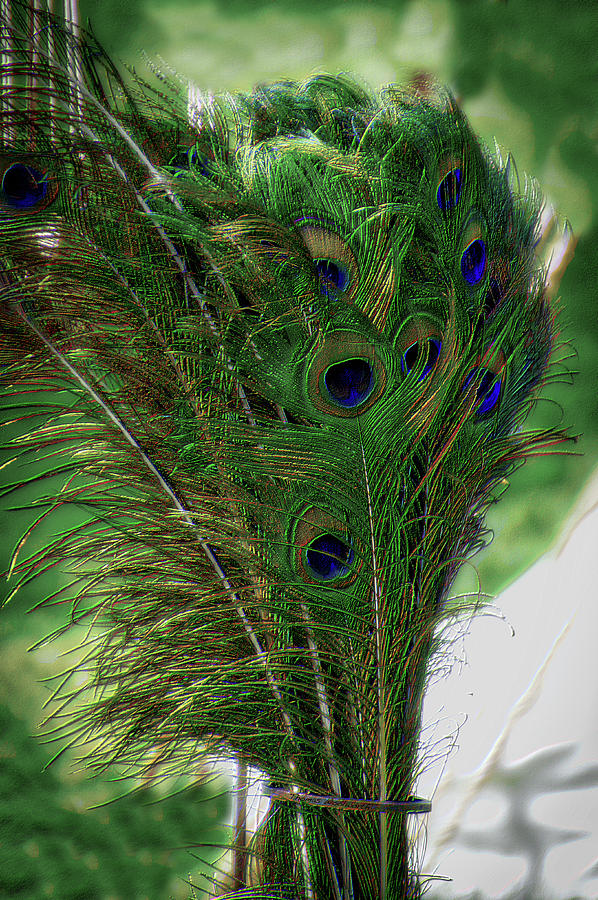 Peacock Feathers PA Raised Vertical Photograph by Thomas Woolworth