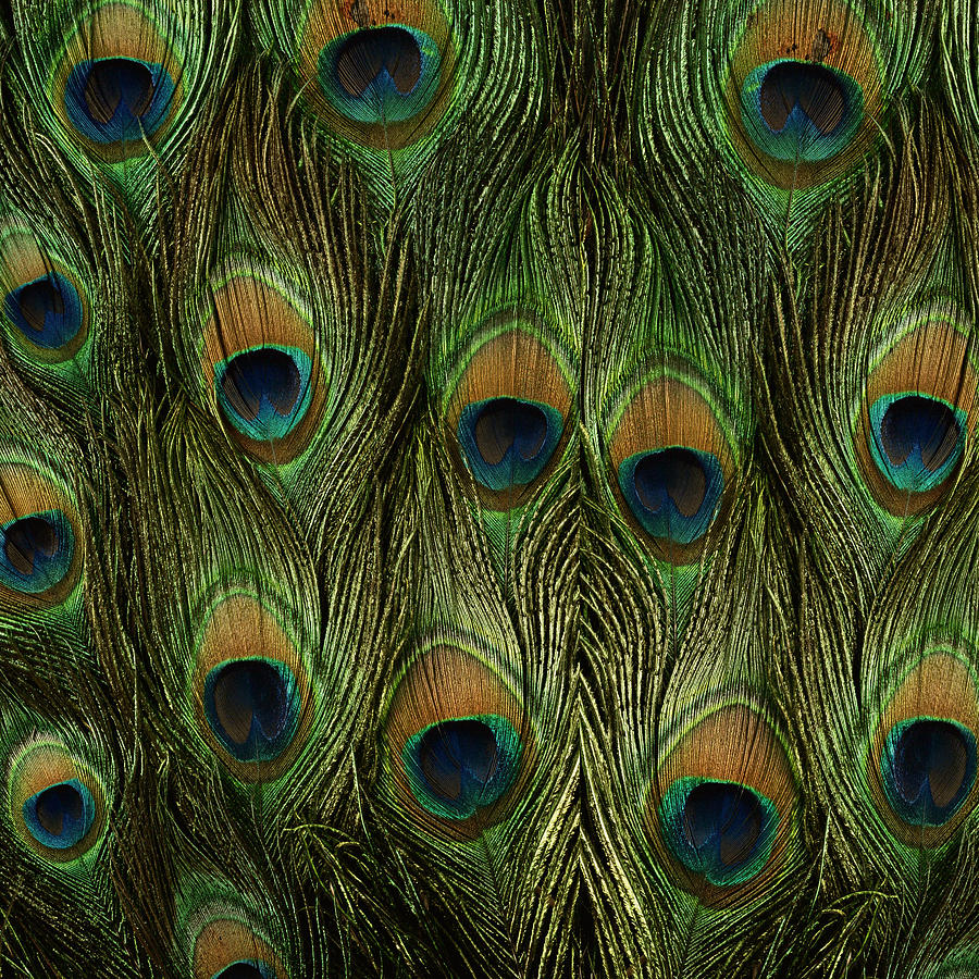 Peacock Feathers Photography Painting by Georgeta Blanaru