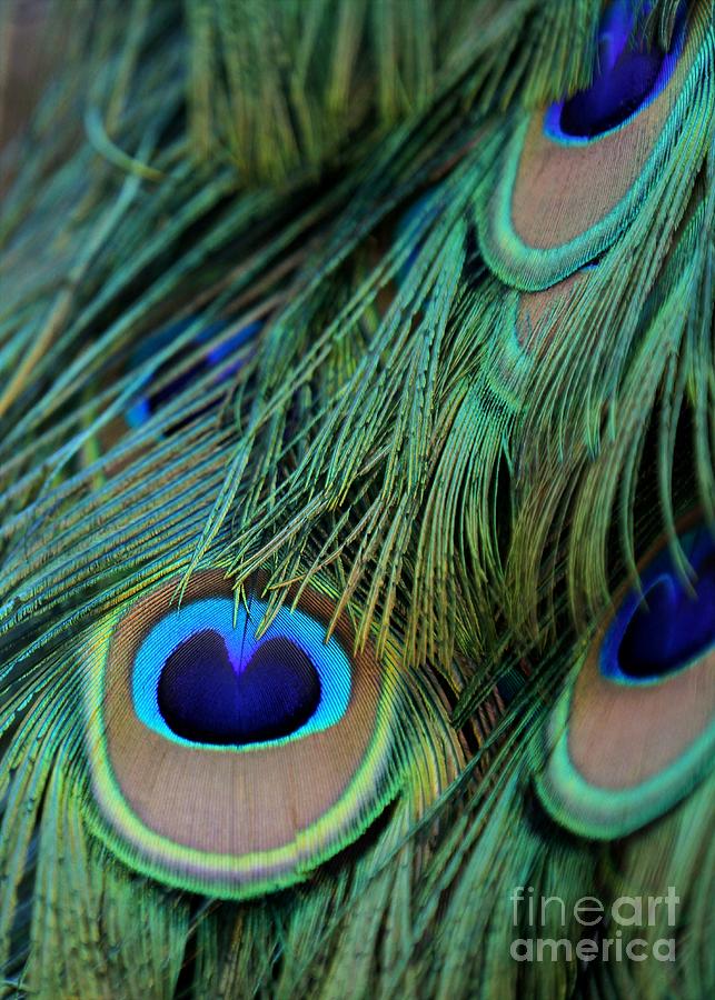 Feather Photograph - Peacock Feathers by Sabrina L Ryan