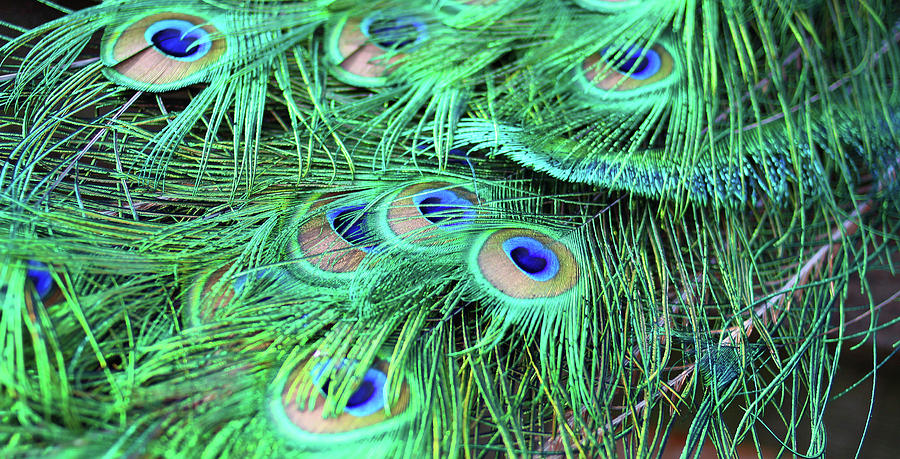 Peacock Feathers Photograph by Stamp City