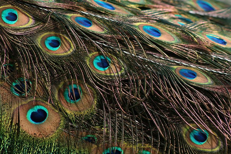 Peacock Feathers Photograph by Tina Meador - Fine Art America