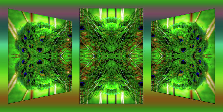 Peacock Feathers Triptych 3 Panel Mirrored 01 Photograph by Thomas Woolworth