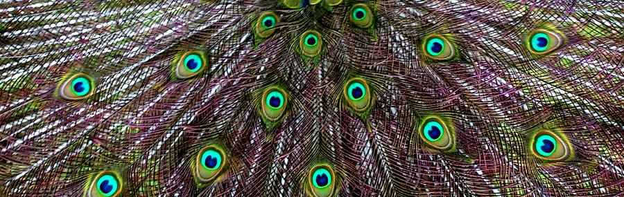 Peacock Feathers Upside Down Photograph by Valerie Ornstein