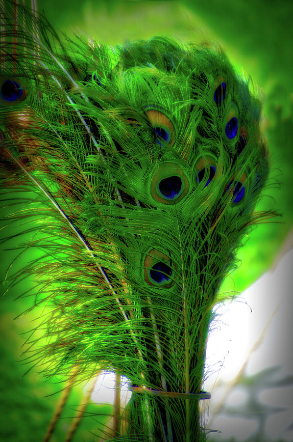 Peacock Feathers Vertical Photograph by Thomas Woolworth