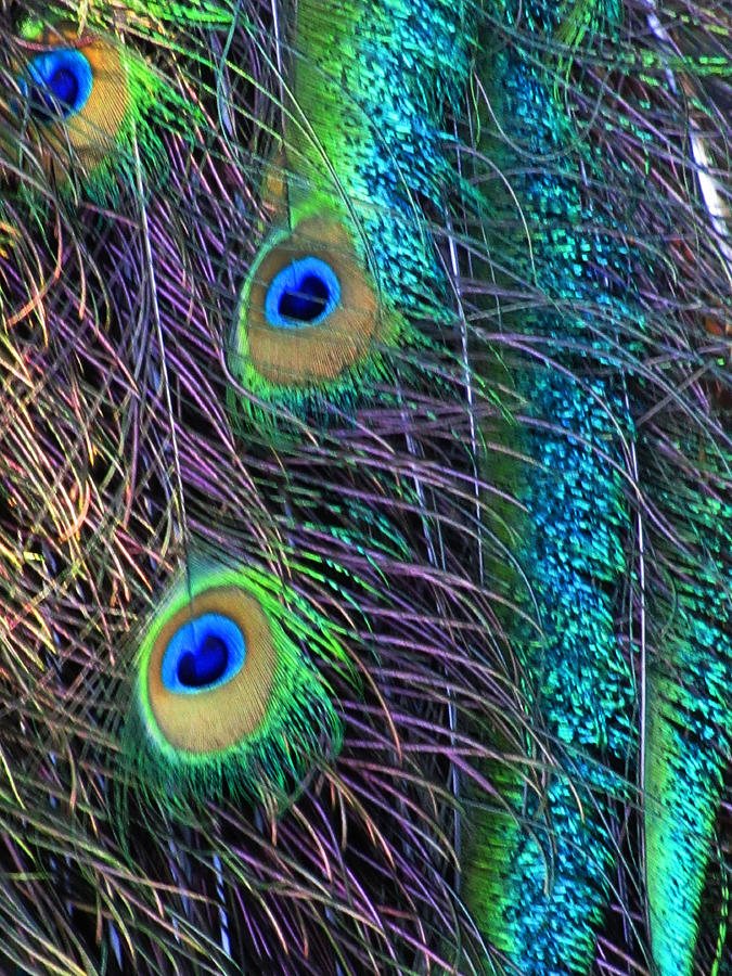 Peacock Feathers Photograph by Vijay Sharon Govender