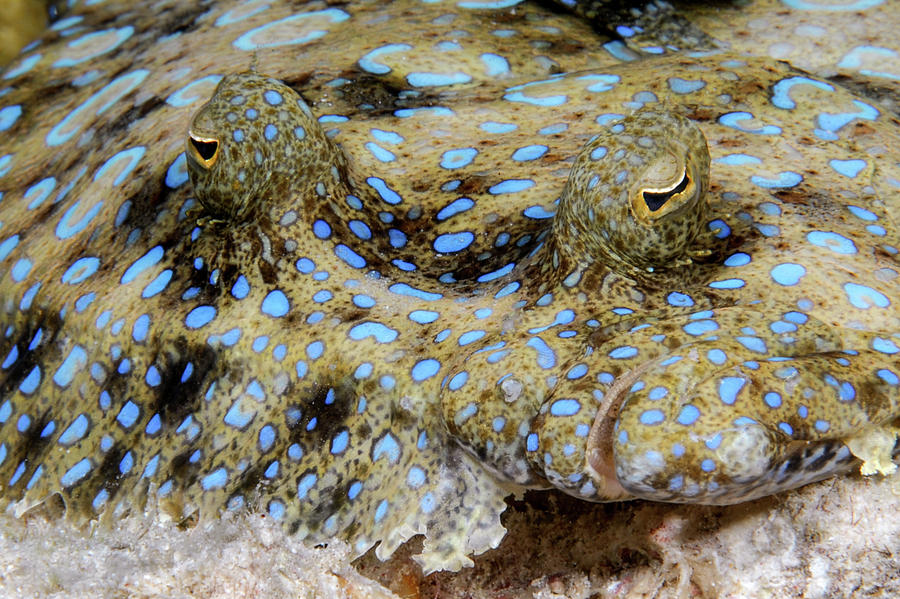 Peacock Flounder 2 Photograph By Robert Wrenn Fine Art America 2209