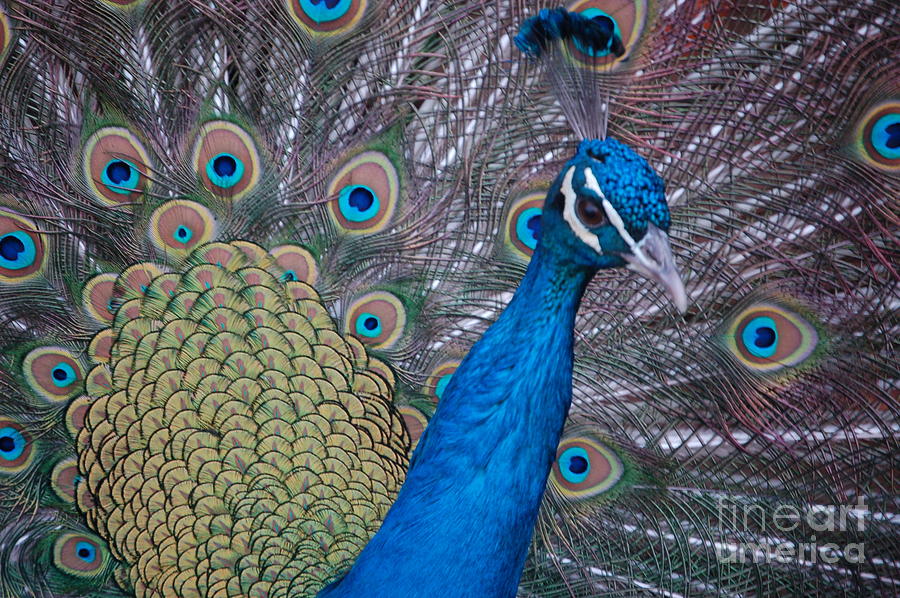 Peacock by Frank Stallone Peacock by Frank Stallone