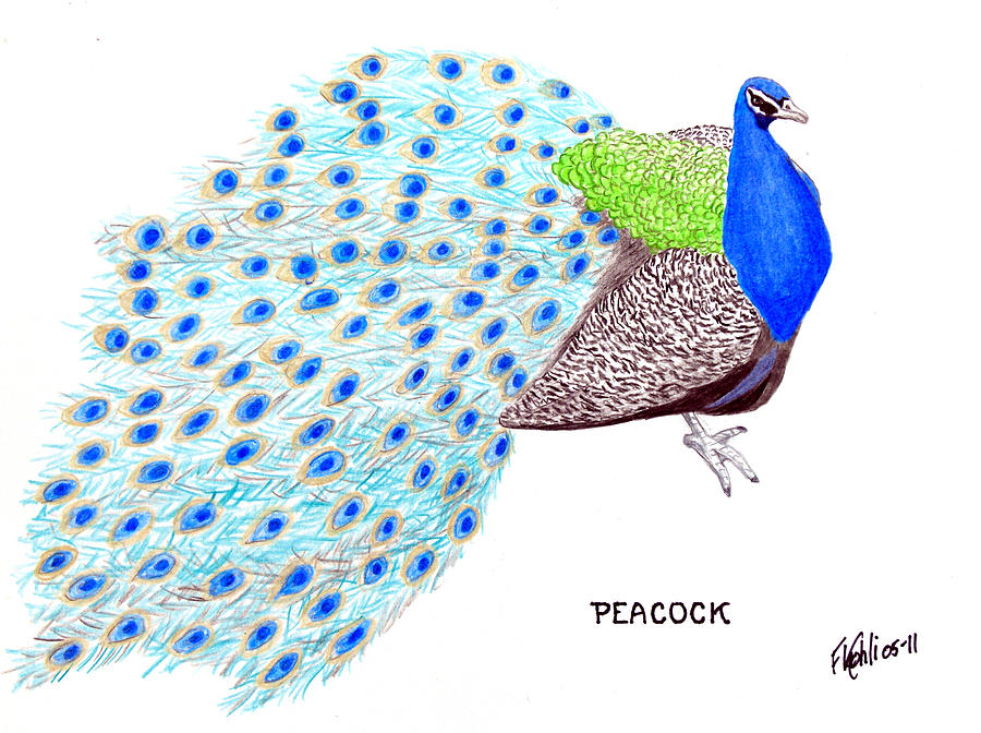 Peacock Drawing by Frederic Kohli