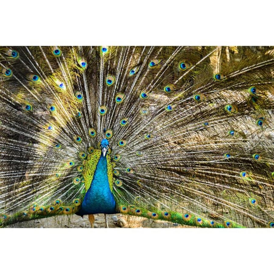 Peacock From Manila Zoo Photograph by Michael Anthony Villahermosa