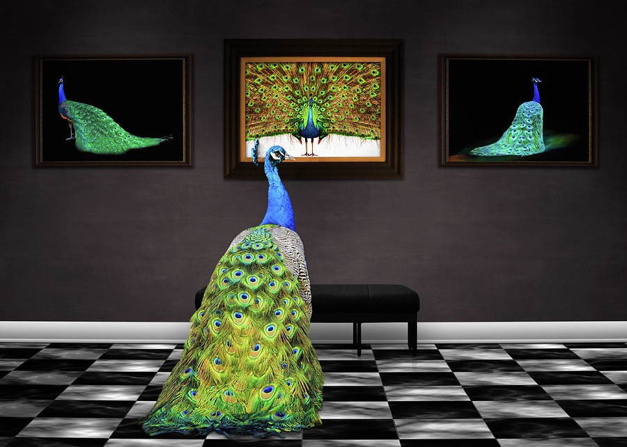 Peacock Gallery Photograph by Steven Michael