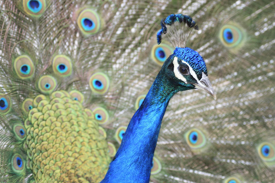 Peacock Photograph by Gary Corbett