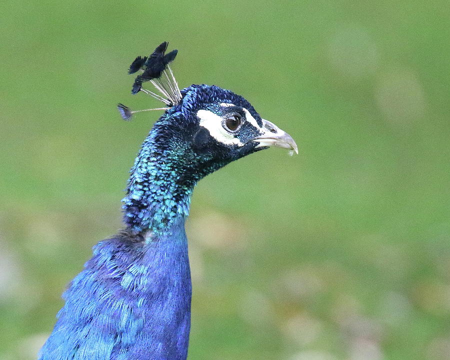 Peacock Head Photograph by Arvin Miner