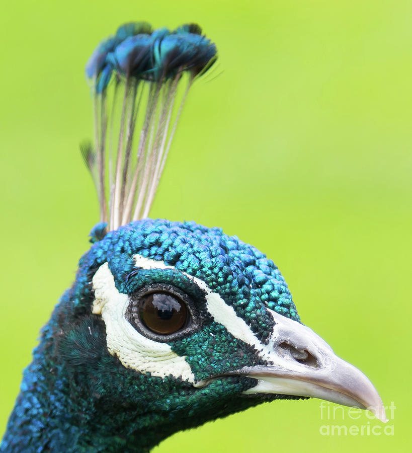 Peacock head Photograph by Colin Rayner