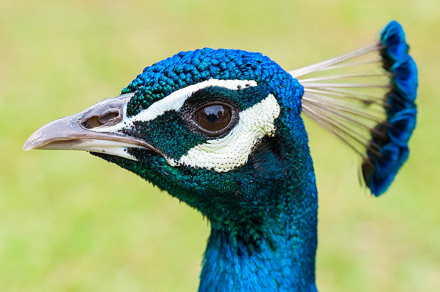 Peacock Head Photograph by Harry Spitz