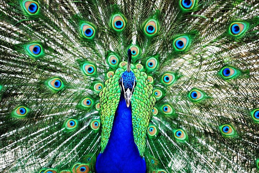 Peacock Photograph - Peacock Head On Shot by Matt Quest