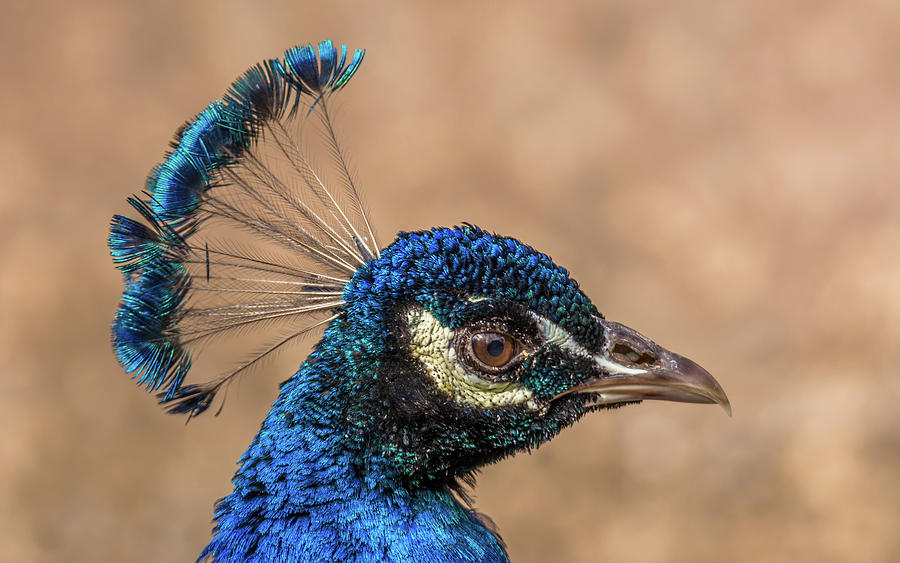 Peacock Headshot Photograph