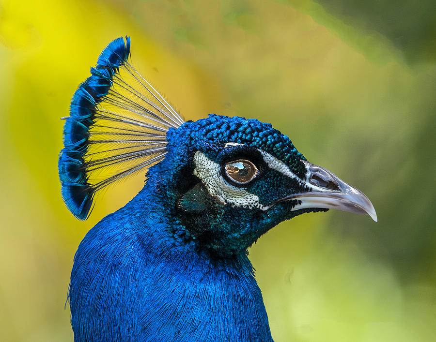 Peacock Headshot Profile Photograph by William Bitman