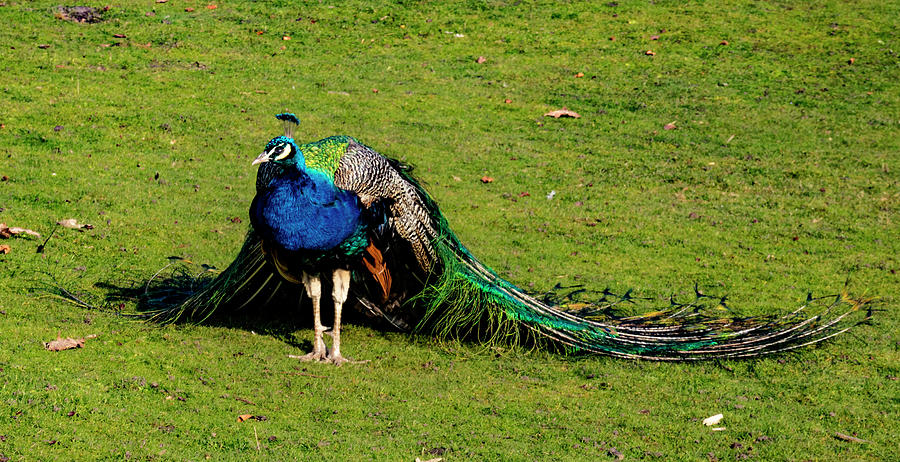 Peacock Photograph by Ian Watts
