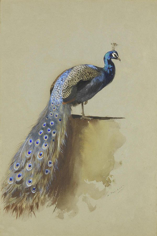 Archibald Thorburn Mixed Media - Peacock II by Thorburn by Movie Poster Prints