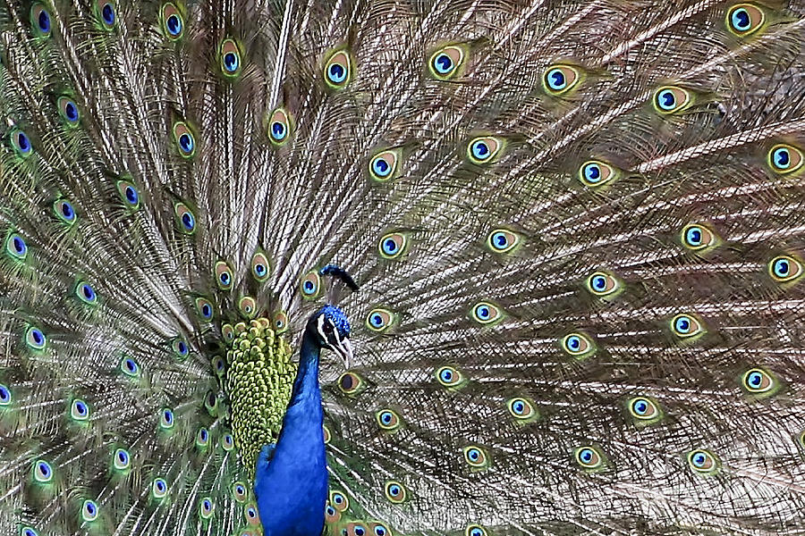 Indian Peacock II Photograph by Teresa Zieba