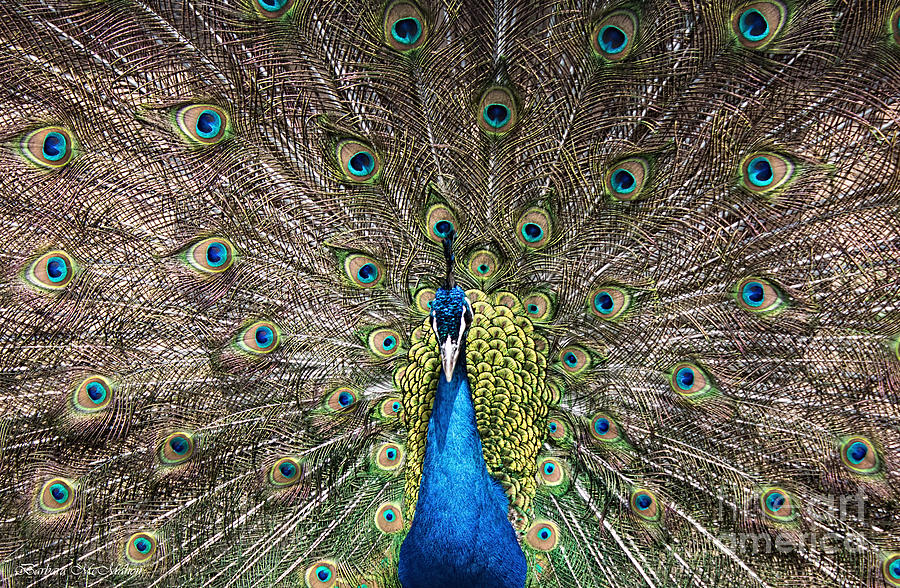 Peacock Impression Photograph by Barbara McMahon