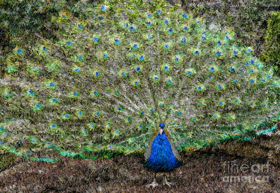 Peacock  Photograph by Jeff Breiman