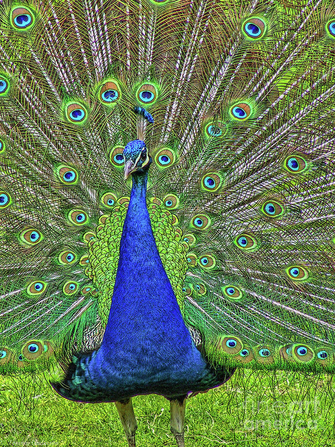 Peacock In A Oak Glen Autumn 3 Photograph by Tommy Anderson
