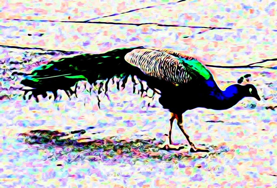 Peacock In Abstract By Kristalin Davis Photograph