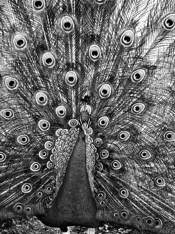 Peacock in Black and White Photograph by Steven Ralser