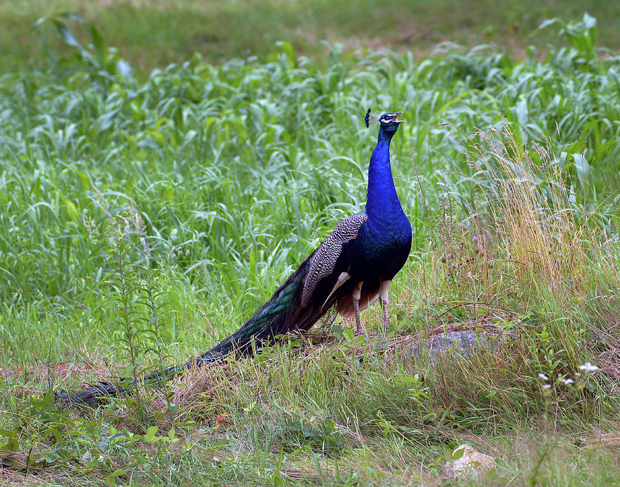 Peacock In Cornfield Photograph by Garrett Sheehan
