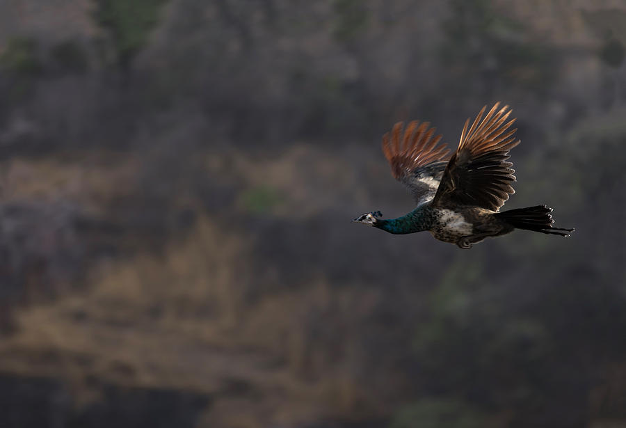 Peacock in Flight Photograph by Ramabhadran Thirupattur
