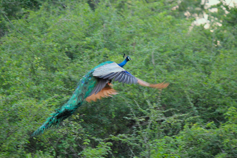Peacock in Flight, Sri Lanka Photograph by Jennifer Mazzucco